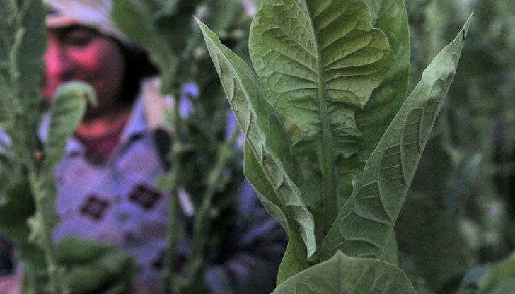 Безработни дават фалшиви ЕГН-та или имена, когато сключват еднодневни трудови договори