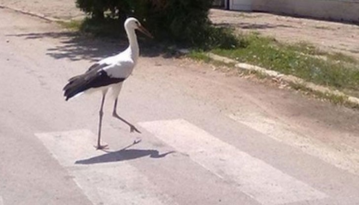 Нашите птици са Европейци! Нашите птици са Европейци!