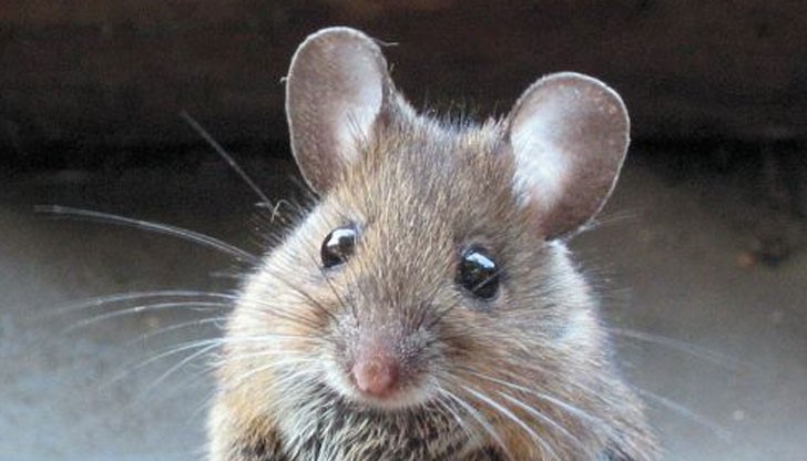 Родителите на детето успели да извадят една част от веществото от устата му, но друга част то погълнало Родителите на детето успели да извадят една част от веществото от устата му, но друга част то погълнало