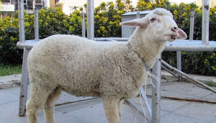 Ако месото е годно за консумация от хора, то ще бъде дарено