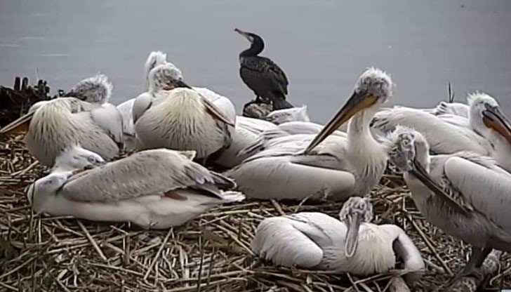 Малките все още не могат да летят, но се учат да плуват Малките все още не могат да летят, но се учат да плуват