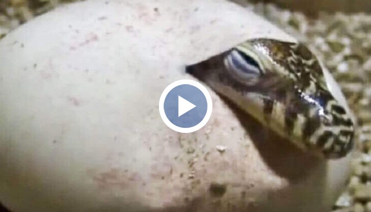 Подобно влечуго се излюпва за първи път от времената на Средновековието