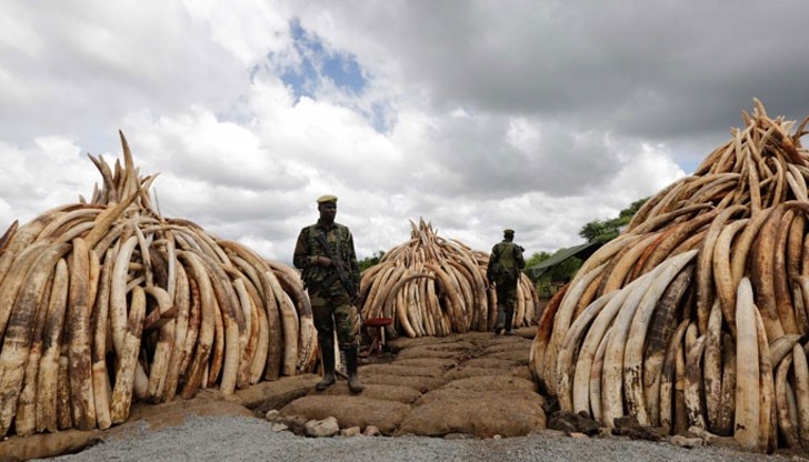 Причината за кладата е протест срещу търговията с ценния ресурс