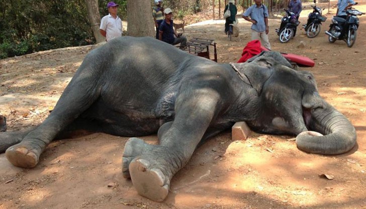 Слон умря от изтощение, след като с години е служил за разходки на туристи
