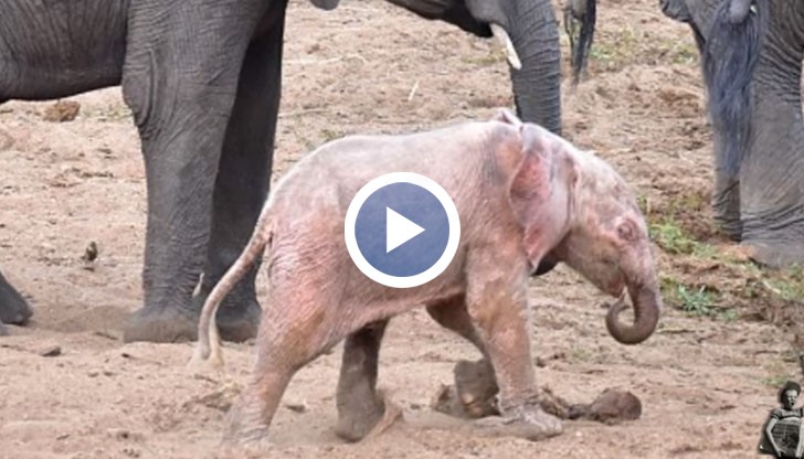 Изключително рядък природен феномен се е случил в африкански парк