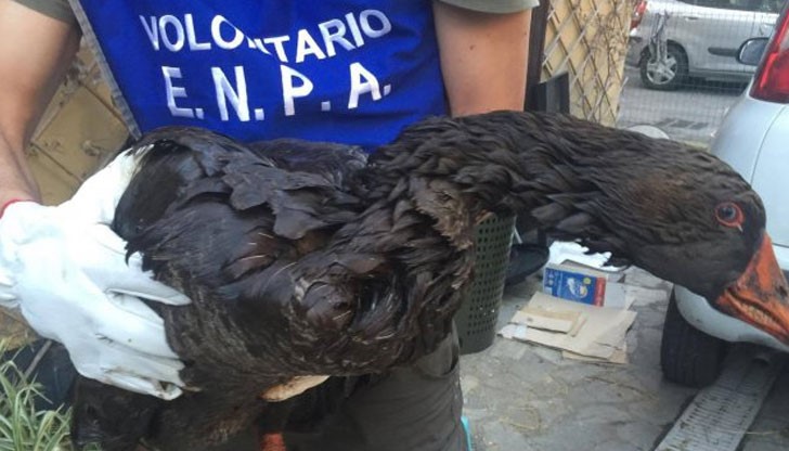 Чаплите, лебедите, дивите патици, гларусите и други хвъркати на Генуа почерняха