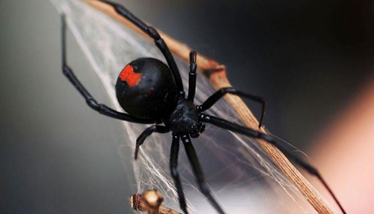 21-годищният търговец е използвал портативна тоалетна на строителна площадка в Сидни, когато е бил ухапан 21-годищният търговец е използвал портативна тоалетна на строителна площадка в Сидни, когато е бил ухапан