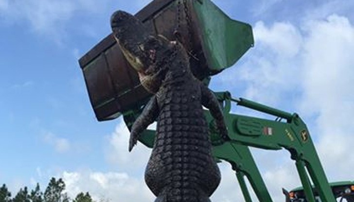 Гигантският алигатор е с дължина 4.5 метра и тежащ 350 кг