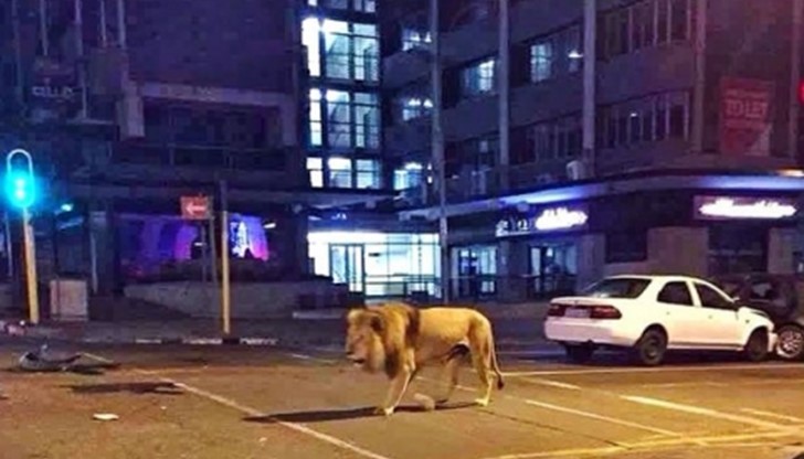 Огромен лъв бе забелязан да броди из улиците на най-големия град в Южна Африка
