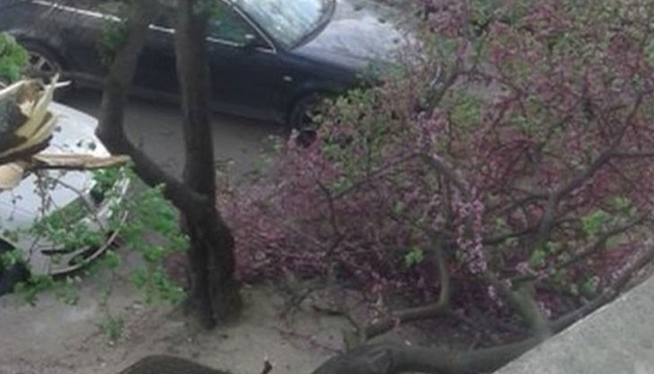 Преди минути на варненския булевард "Левски" до бл.7 се отчупи половината дърво