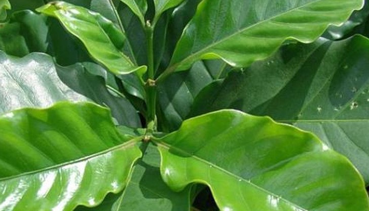 Ако спазвате тези простички съвети, не след дълго ще се сдобиете със собствено кафеено дръвче