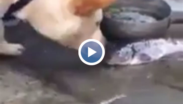 Може ли кучето да знае, че на рибата ѝ трябва вода?
