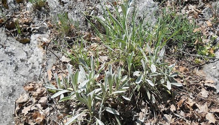 Крият дори находищата от кримски чай