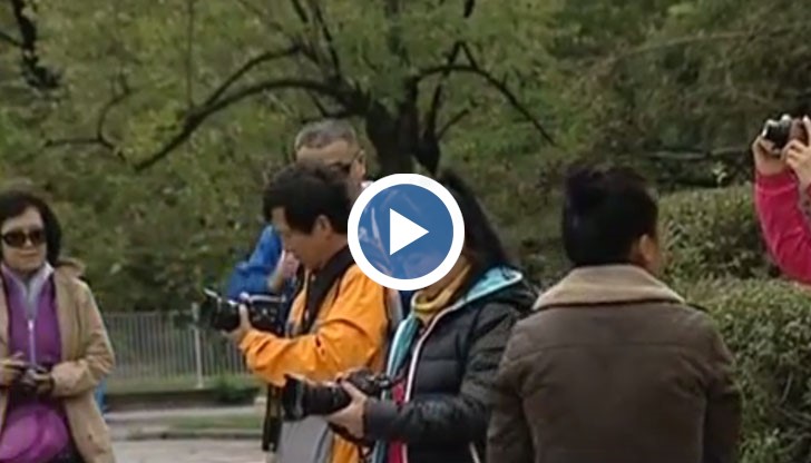 Китайците у нас стават все повече