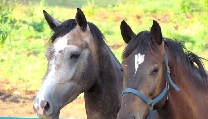 Организатор е сдружение ездови клуб „Кентавър-Русе“