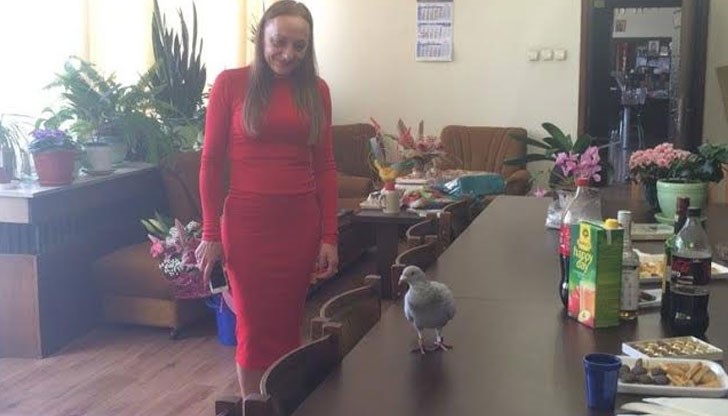 Красив гълъб неочаквано влезе в кабинета на зам.-кмета Наталия Кръстева днес, докато празнуваше