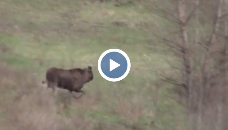 Животно наподобяващо лос без врат се разхожда в чернобилска гора