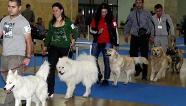 На международния панаир в Пловдив ще бъде показан френски булдог със синя окраска на козината