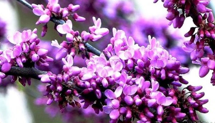 В Русе разцъфтя един от най-красивите паркови храсти, известен като Дървото на Юда