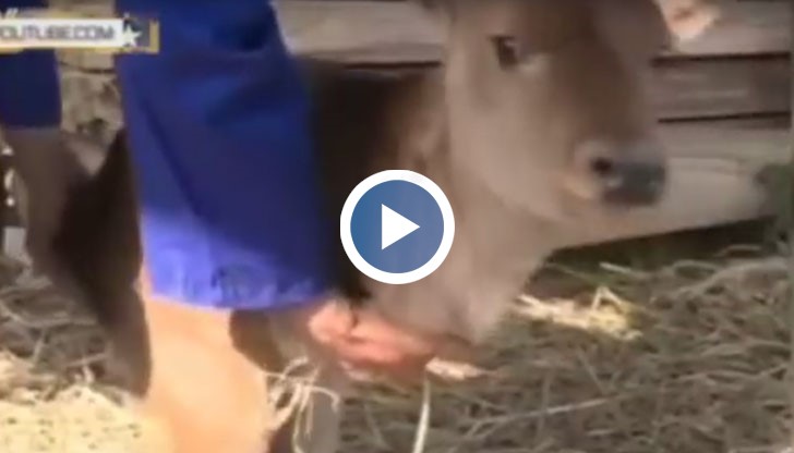 Теленцето има само два задни крака