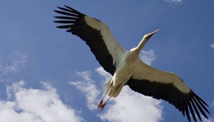 Пътуването му от мястото за зимуване в Кения, в района на Habaswein му отне 25 дни Пътуването му от мястото за зимуване в Кения, в района на Habaswein му отне 25 дни