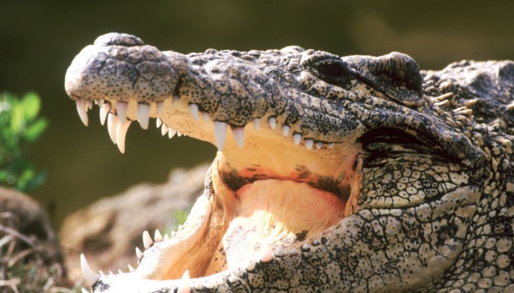 Нападнатият от крокодил млад мъж лагерувал на 15 метра от река
