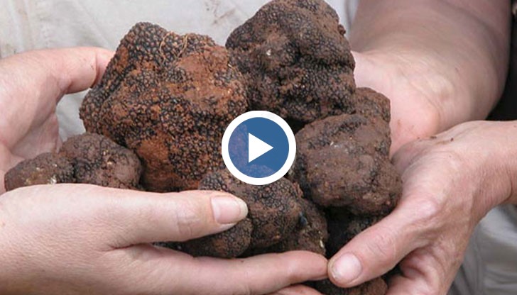 Трюфели, шафран и лавандула заменят тютюна