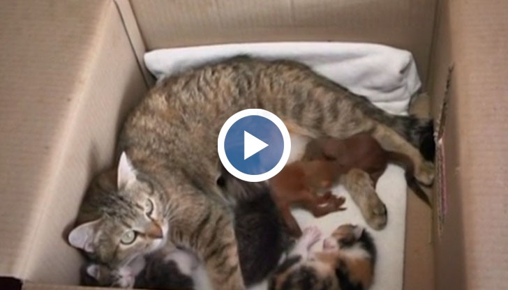 Котката Белка осинови две новородени катерички, спасени от полицаи