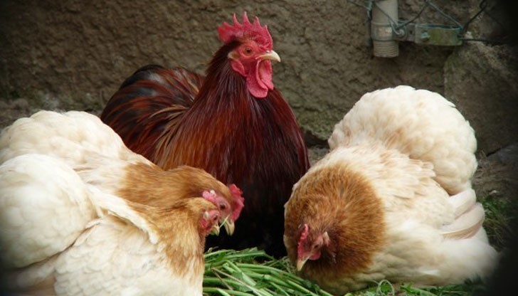 Руската служба по фитосанитарен и ветеринарен надзор временно забрани вноса на животни и земеделска продукция от някои области във Франция и България Руската служба по фитосанитарен и ветеринарен надзор временно забрани вноса на животни и земеделска продукция от някои области във Франция и България