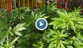 Райска градинка с канабис избуя край детска площадка