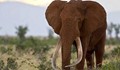 Жена си направи убийствено селфи със слон