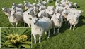 Дрогирани овце се развилняха. Побъркаха селяните!