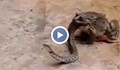 Огромна жаба поглъща змия
