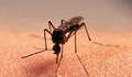 Стартира ожесточена битка с комарите по поречието на Дунав