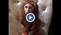 Гримирана маймунка стана хит в мрежата
