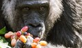 Застреляха горила, заради разсеяни родители