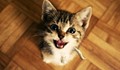 Нашийник превръща котешкото мяукане в човешки глас