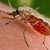Комарите ни носят смъртоносна нилска треска