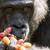 Застреляха горила, заради разсеяни родители