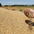Търговци изнасят ударно българска пшеница за хляб