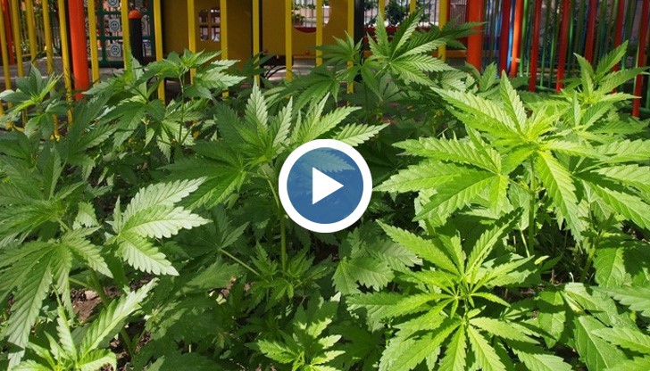 Явно фирмата занимаваща се с озеленяването на детския кът е объркала семената