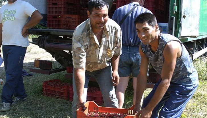 На практика няма български плод, който да не е минал през ромска ръка На практика няма български плод, който да не е минал през ромска ръка