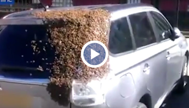 Пчелите изкарали 2 дни върху колата, защото кралицата майка е попаднала в багажника