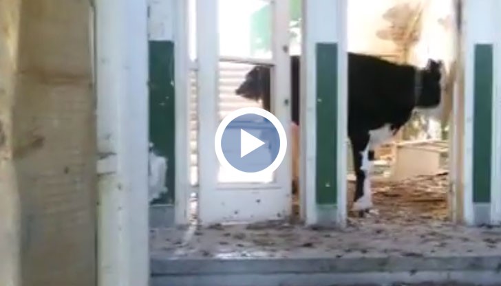 Крави и телета се разхождат в сградата на училище