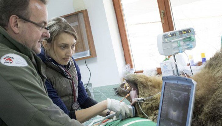 Международен екип от лекари прегледа мечките в парка край Белица, сред които са и спасените мечки от Русенския лесопарк