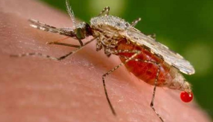Ухапването от комар може да доведе до енцефалит - възпаление на мозъка
