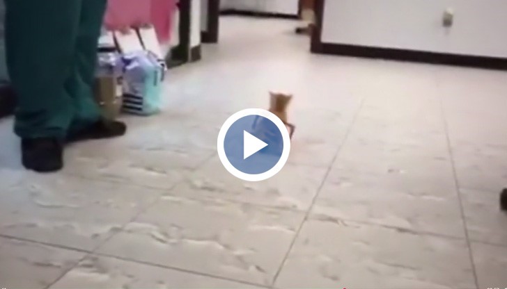 Ветеринарите направиха инвалидна количка от конструктор за Макарони със сирене