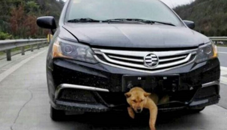 Куче засяда в предницата на кола при сблъсък с нея