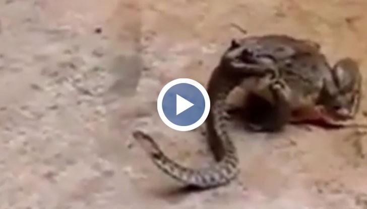 Кадрите показват как огромна жаба е погълнала почти половината змия