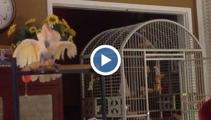 Птицата възпроизвеждала дословно кавгите и често досаждала с тях на новите си господари